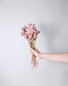 Dried light Pink and white Gomphrena flowers Bunch | 25 stems