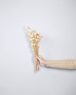 Gomphrena beige Dried flowers Stems | 25 stems
