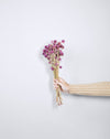 Gomphrena Magenta Dried flowers bunch | 25 stems