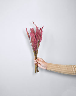 Dried Pink Celosia flower bunch | 25 stems