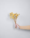 Yellow Dried Button Chrysanthemum Flowers | 15 Stems