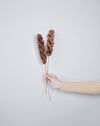 Natural Tall Pine Cones (Pack of 4)