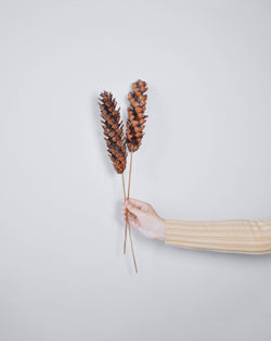 Natural Tall Pine Cones (Pack of 4)