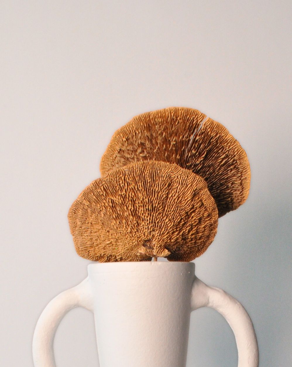 Fairy Mushroom | 4 Stems