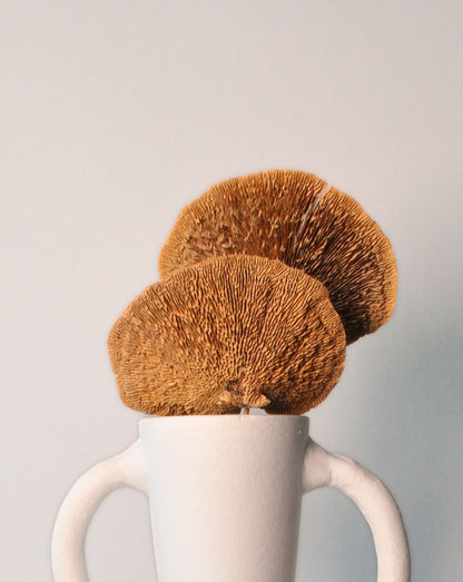 Fairy Mushroom | 4 Stems