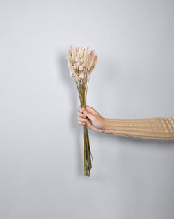 Phalaris Stems – Off White with Lavender Hue | 25 Stems