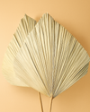 Big Palm Leaf Decor | 2 stems