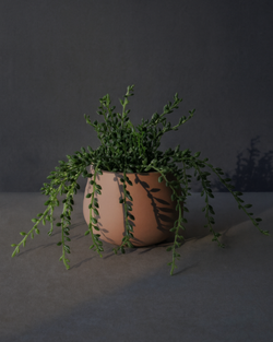 Desert Blush Terracotta Planter